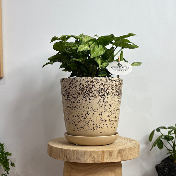 Syngonium White Butterfly in Medium Gerti Pot Cookies & Cream