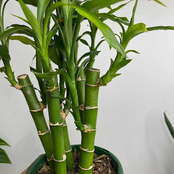 Dracaena Sanderiana Lucky Bamboo 110mm