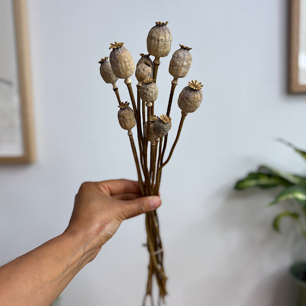 Dried Papaver Natural