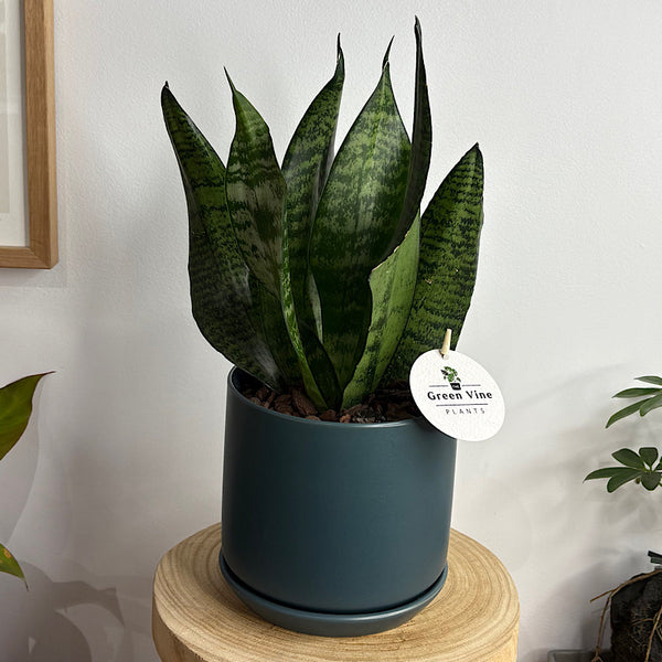 Sansevieria Snake Plant in Medium Oslo Pot Navy