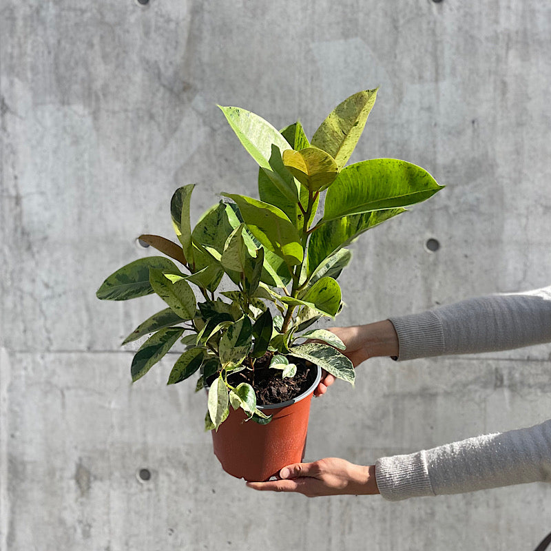 Ficus Elastica Shivereana 190mm