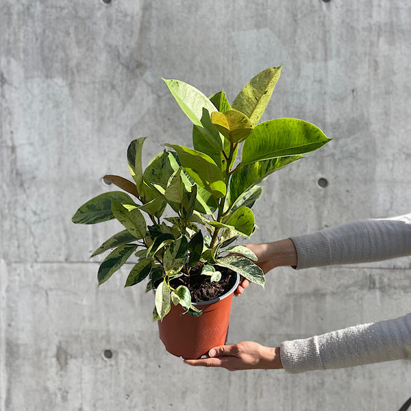 Ficus Elastica Shivereana 190mm