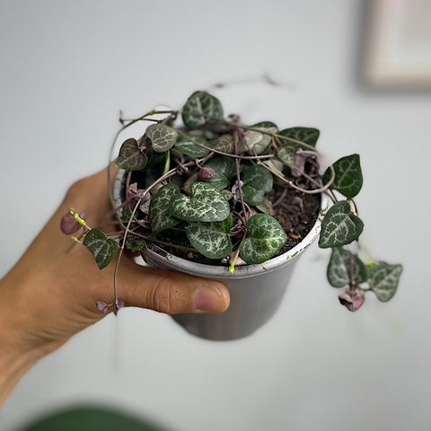 Ceropegia Woodii Chain Of Hearts 105mm