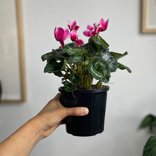 Cyclamen Indiaka Rose 130mm