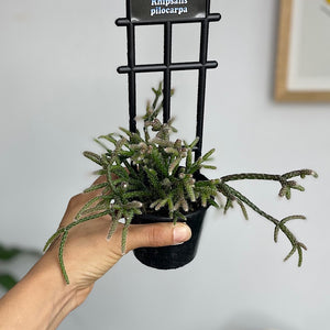 Rhipsalis Pilocarpa 80mm