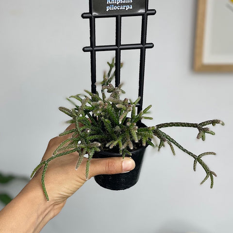 Rhipsalis Pilocarpa 80mm