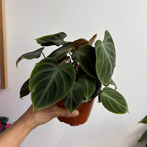 Philodendron El Choco Red 130mm