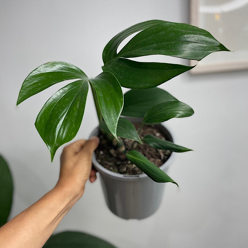 Epipremnum Pinnatum Dragons Tail Pothos 170mm