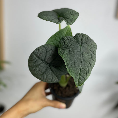 Alocasia Melo 90mm