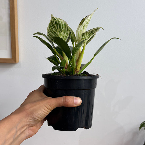 Philodendron Birkin 120mm