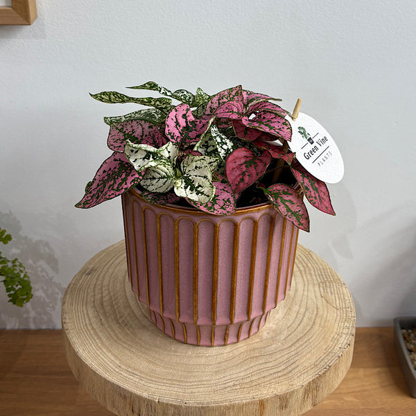 Hypoestes Polka Dot Plant in Medium Pillar Pot Blush