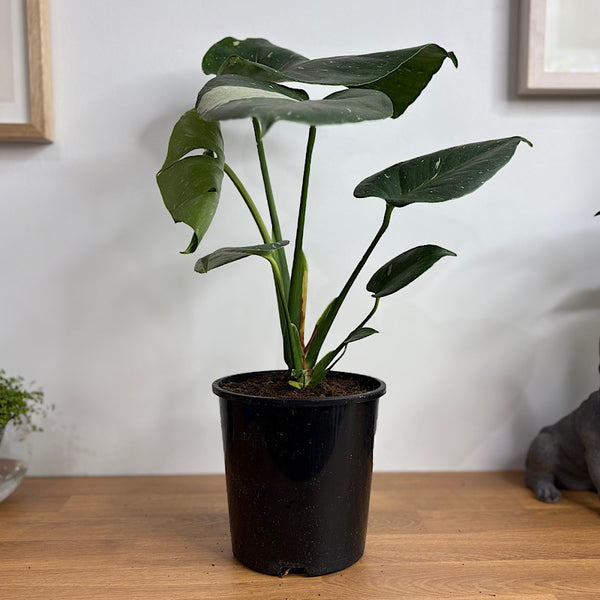 Monstera Thai Constellation Variegated 150mm