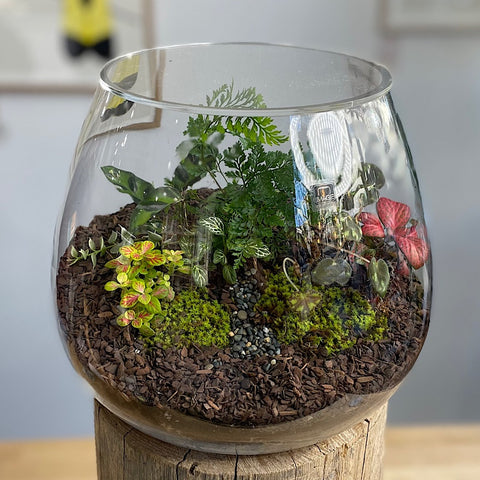 Lush Teardrop Terrarium #2908