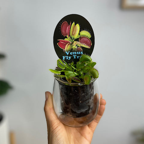 Venus Fly Trap in Mini Self Watering Glass Pot