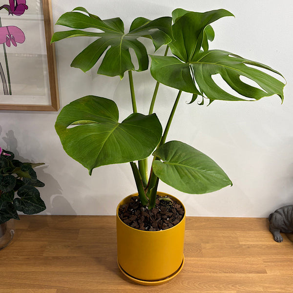 Monstera Deliciosa in Large Oslo Pot Tobacco