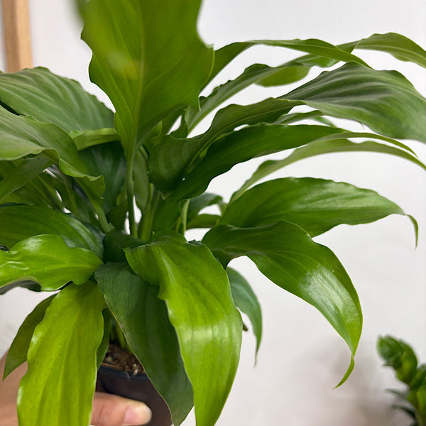 Spathiphyllum Sweet Chico 100mm