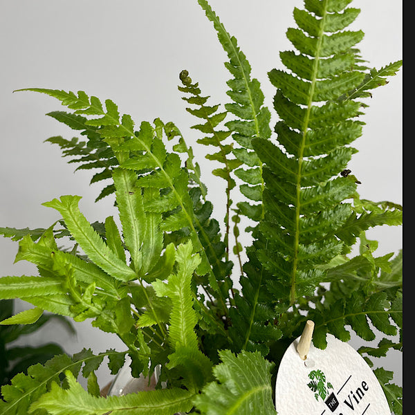 Fern in Medium Self Watering Glass Pot