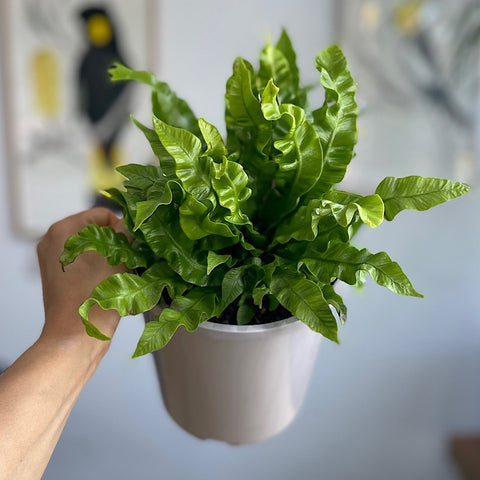 Asplenium Crispy Wave Birds Nest Fern 170mm