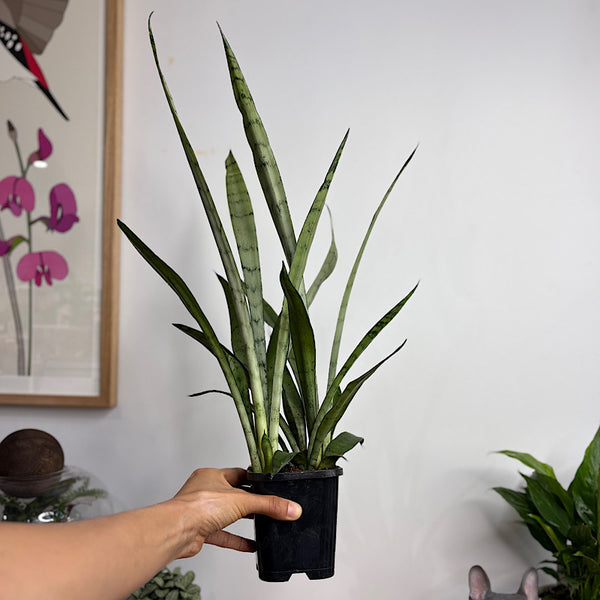 Sansevieria Snake Plant Silver Princess 120mm