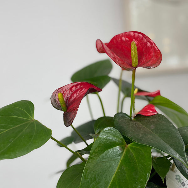 Anthurium Flamingo Flower Red in Cylinder Pot Black Terrazzo