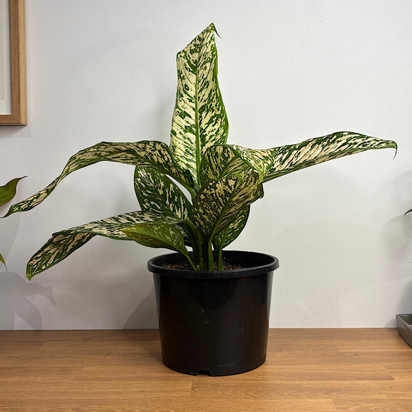 Dieffenbachia White Blizzard 200mm