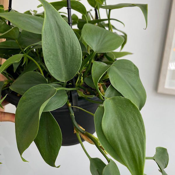 Philodendron Cordatum Heartleaf 200mm Hanging