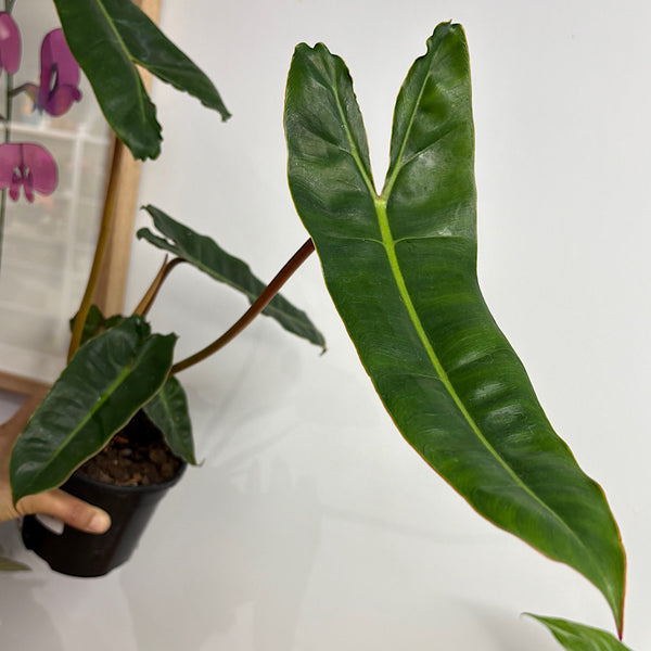 Philodendron Billietiae Emeraldi 120mm