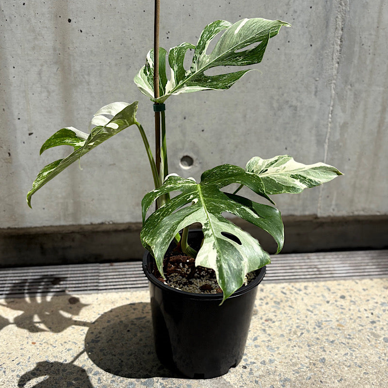 Monstera Borsigiana Albo Variegated Monstera 200mm