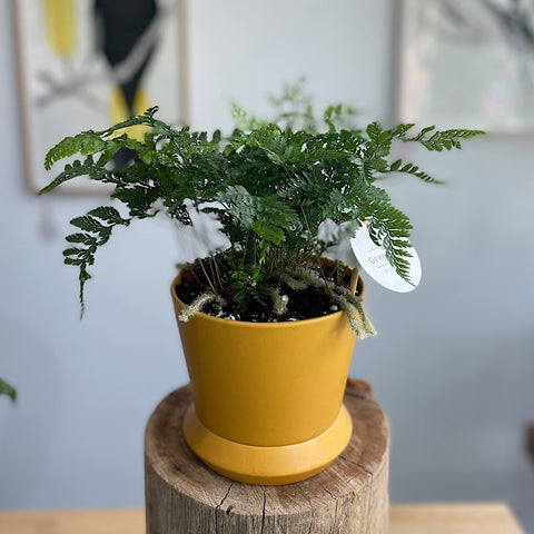 Rabbits Foot Fern in Small Hamburg Pot Tobacco