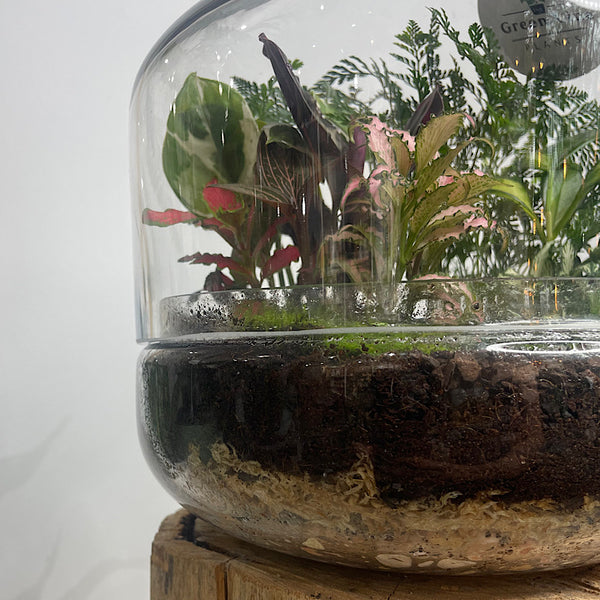 Large Teardrop Dome Terrarium #0424