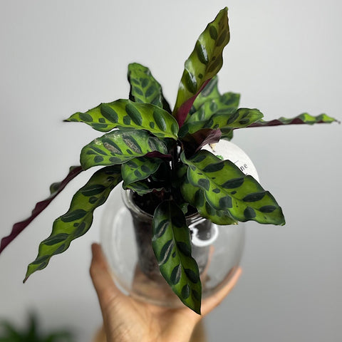 Calathea Rattlesnake in Medium Self Watering Glass Pot