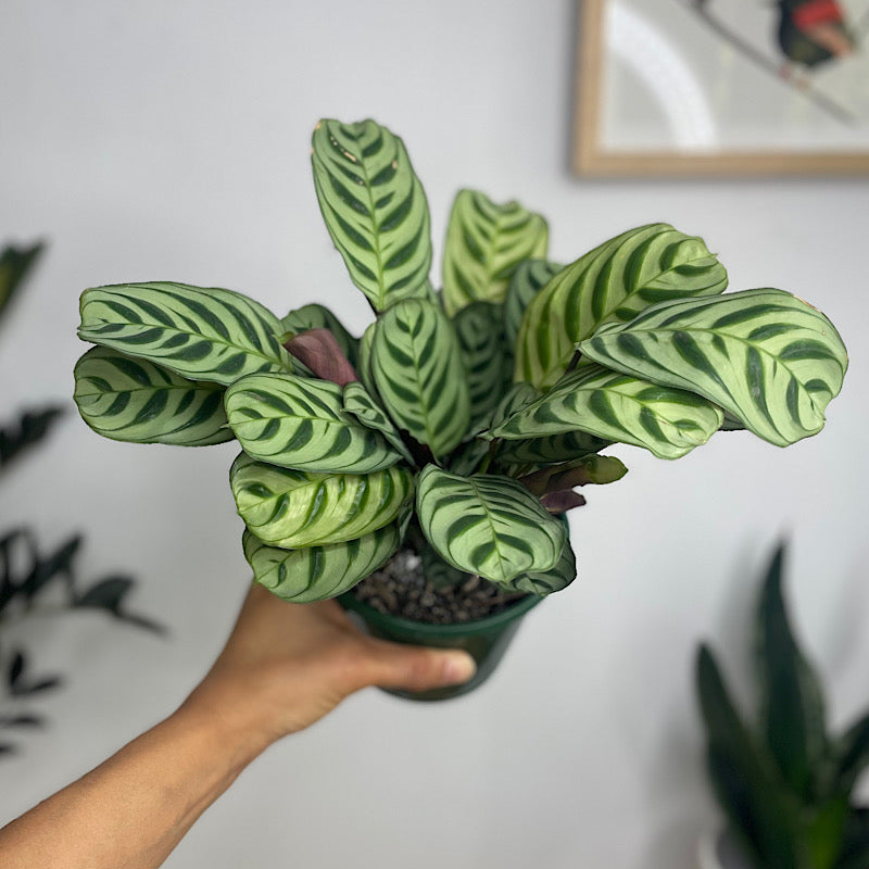 Ctenanthe Burle Marxii 130mm