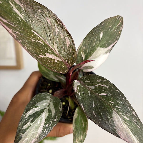 Pink Princess Philodendron Marble 100mm