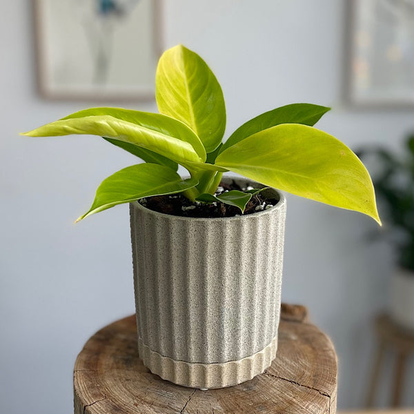 Philodendron Moonlight in Small Athens Pot Sand