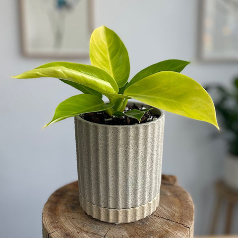 Philodendron Moonlight in Small Athens Pot Sand