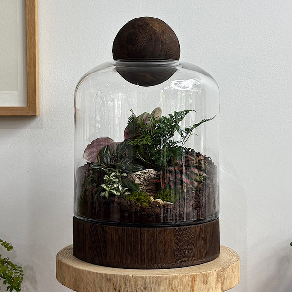Large Helga Terrarium with Lush Forrest with Timber Base and Ball #1510