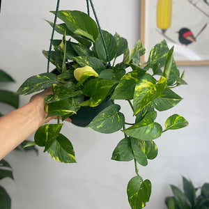 Epipremnum Aureum Devils Ivy Pothos Hanging 200mm