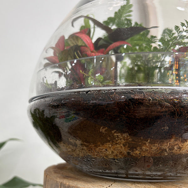 Large Luka Teardrop Dome Terrarium #0312