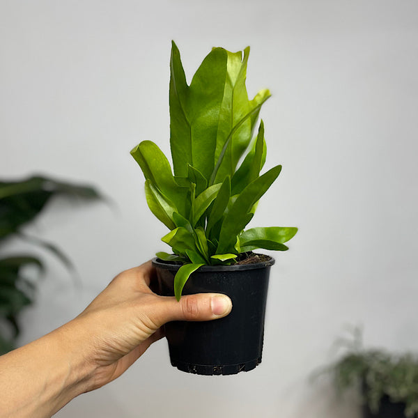 Microsorum Green Flame Fern 100mm
