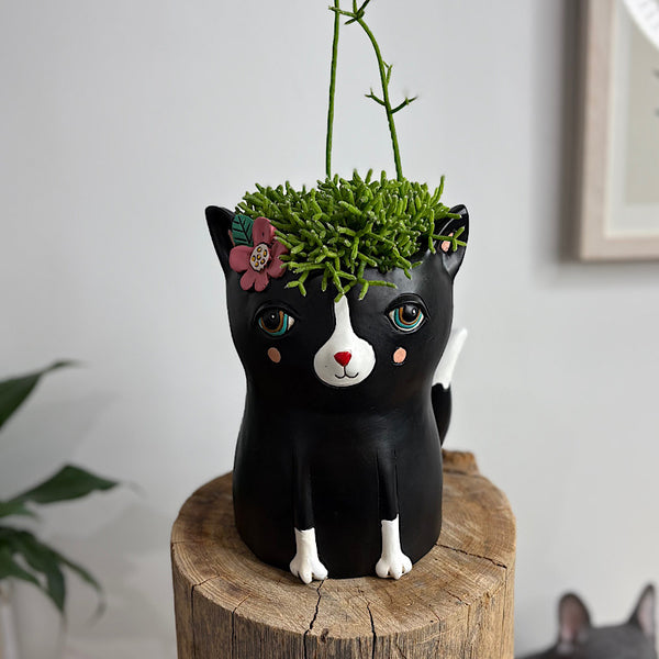 Rhipsalis in Black Pretty Kitty Pot