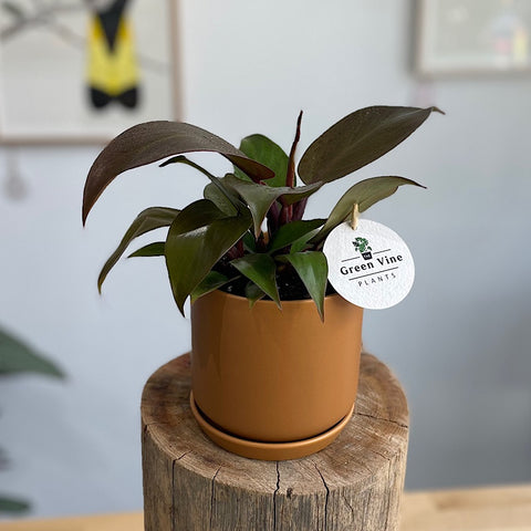 Philodendron Orange in Small Oslo Pot Cinnamon