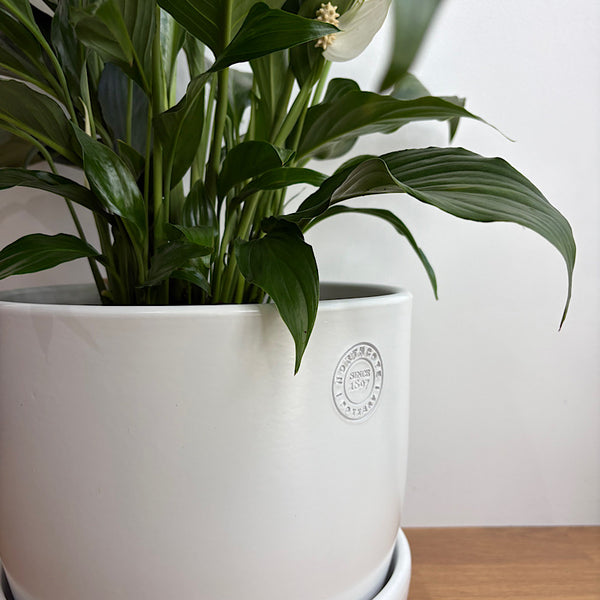 Peace Lily in X-Large Hana Egg Pot White