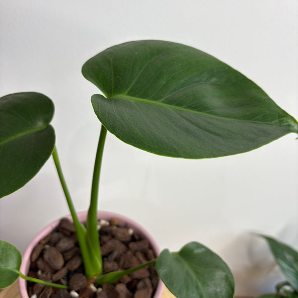 Monstera Deliciosa in Small Stockholm Pot Mallow