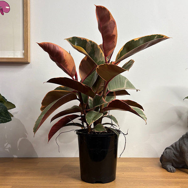 Ficus Elastica Tineke Tricolour 140mm