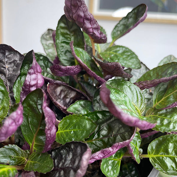 Hemigraphis Exotica Red Flame Ivy 120mm