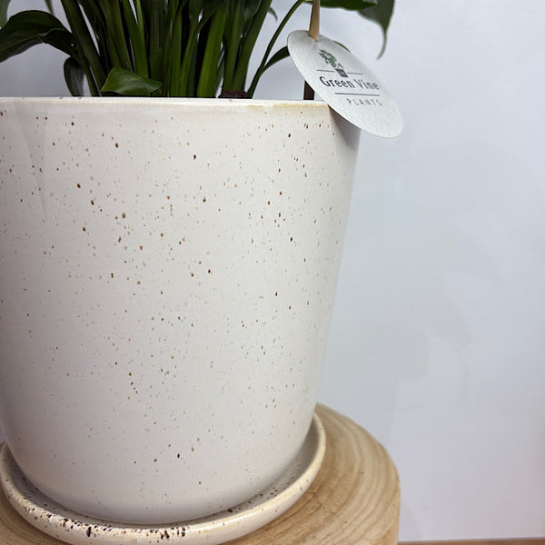Peace Lily in Large Gerti Pot Speckled White