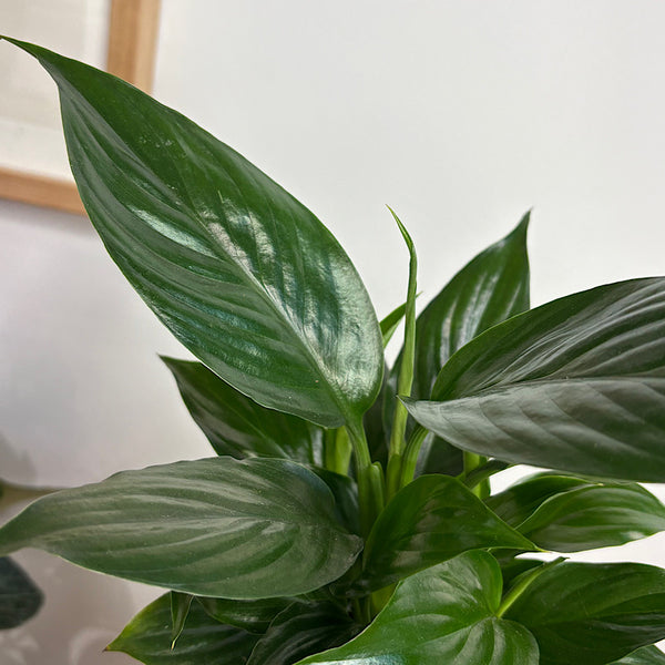 Peace Lily in Small Oslo Pot Navy