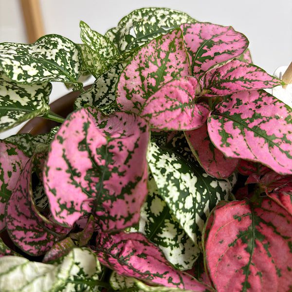 Hypoestes Polka Dot Plant in Medium Pillar Pot Blush