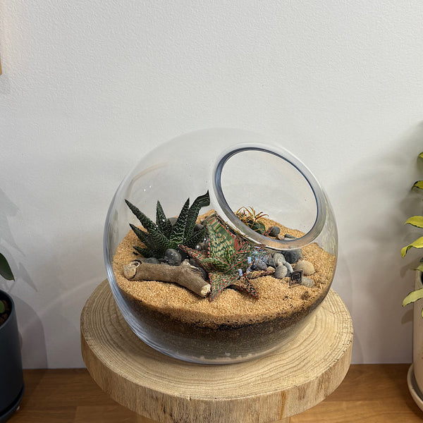 Open Cut Orb Succulent Terrarium Medium