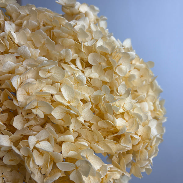 Preserved Hydrangea Champagne